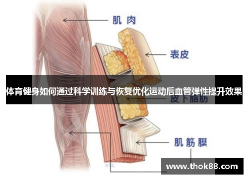 体育健身如何通过科学训练与恢复优化运动后血管弹性提升效果